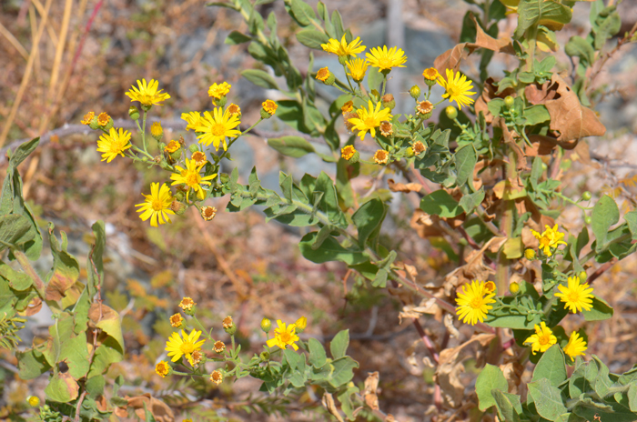 Camphorweed, also called Golden Aster and Telegraph Weed blooms from March or April to October or November. Heterotheca subaxillaris